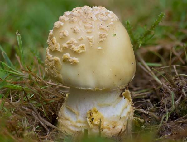 Amanita franchetii, young fruitbody