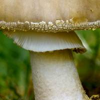 Gills and stem of Amanita franchetii