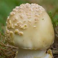 Cap of Amanita franchetii