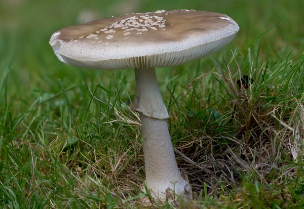 Amanita franchetii, mature specimen