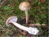 Amanita fulva - tawny grisette