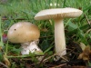 Amanita gemmata