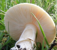 Gills of Amanita gemmata