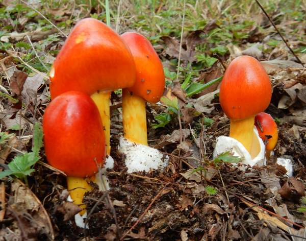 Amanita jacksonii group, USA