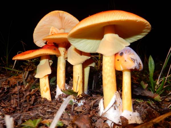 Amanita Jacksonii, mature specimens, USA