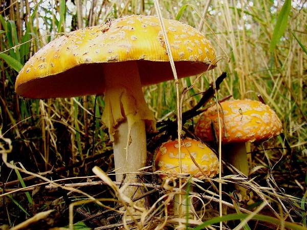 Amanita muscaria var formosa - copyright 2008 Nigel P Kent