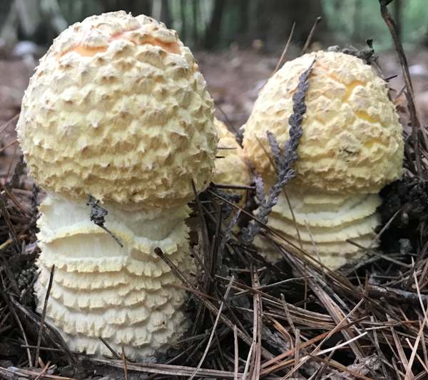 Amanita muscaria var formosa - young fruitbodies
