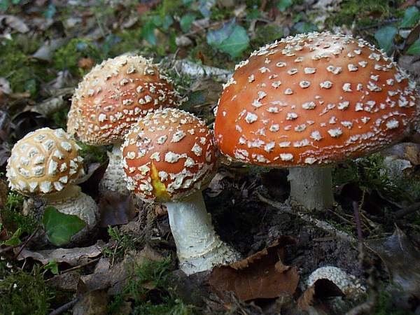 Amanita muscaria - Fly Agaric