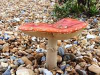 Amanita muscaria on the seashore, Kent