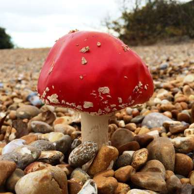 Amanita muscaria on a seashore