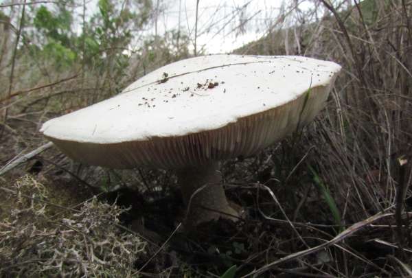Amanita ovoidea - mature specimen