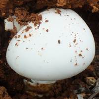 Young cap of Amanita ovoidea