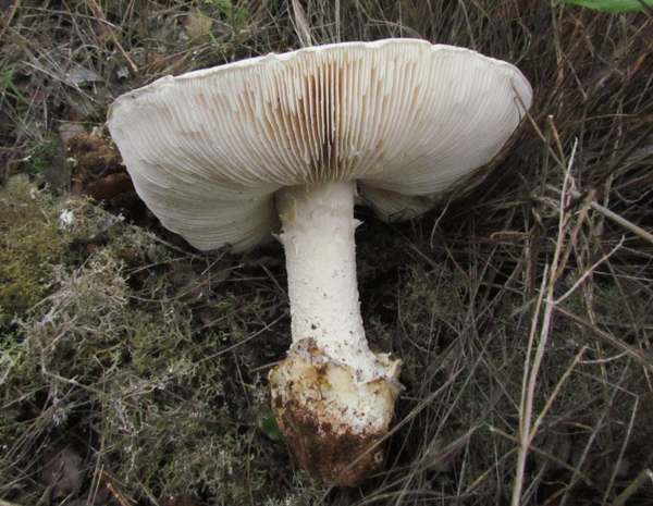 Amanita ovoidea - mature specimen showing stem and volva