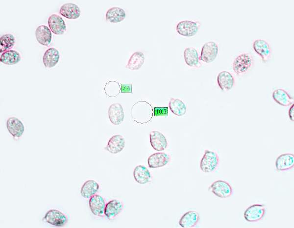 Spores of Amanita pantherina