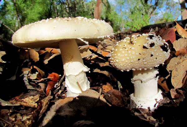 Panthercaps, Southern Portugal