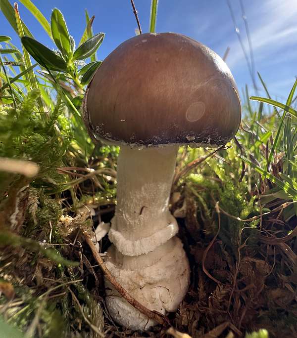 Amanita pantherina growing with Common Rockrose