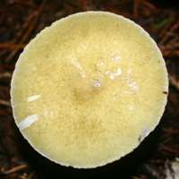 Amanita phalloides, Deathcap