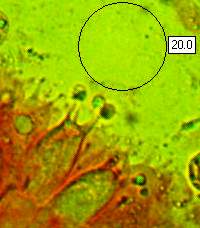 Basidia of Amanita porphyria