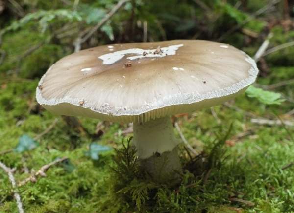 Amanita porphtyria, Grey Veiled Amanita