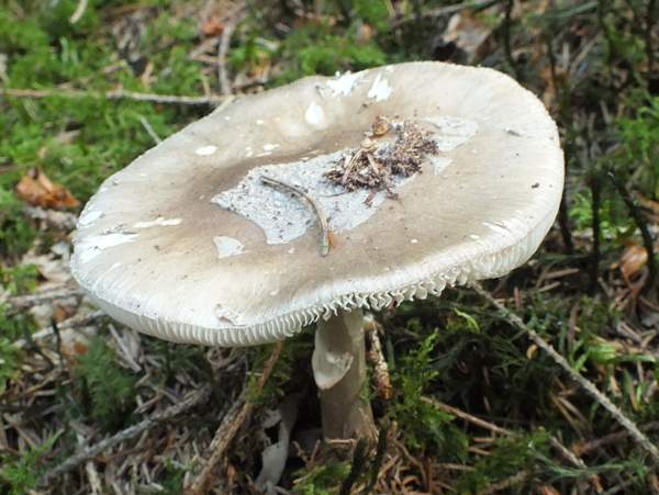 Amanita porphyria, New Forest, Hampshire, England