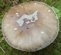 Cap of Amanita porphyria