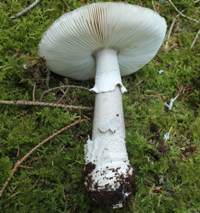 Stem and volva of Amanita porphyria