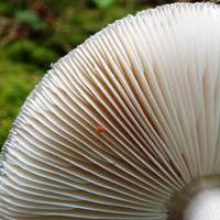 Gills of Amanita porphyria