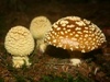 Amanita regalis