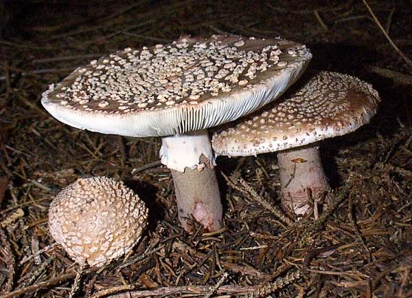 Amanita rubescens - a group of Blushers