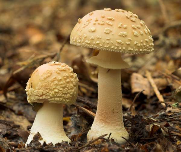 Amanita rubescens - very pale specimens