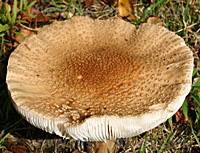 Cap of Amanita rubescens