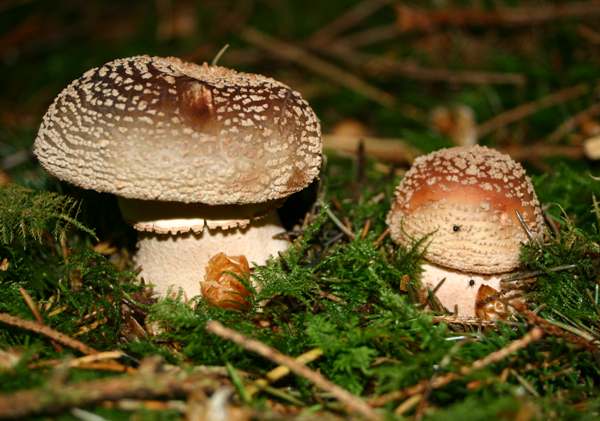 Young caps of Amanita rubescens