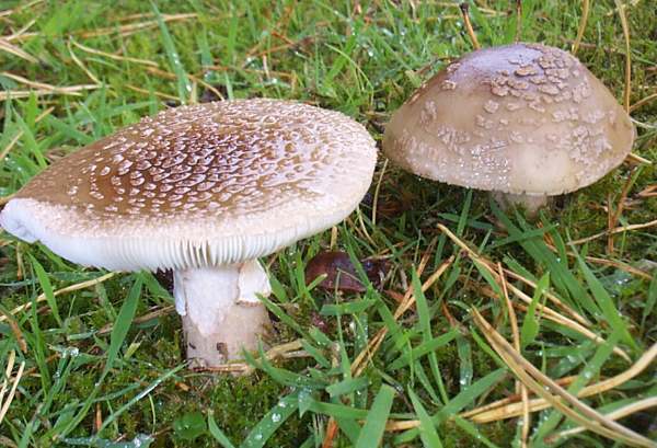 Amanita rubescens, Spruce woodland, West Wales