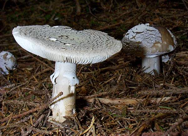Amanita spissa - Grey Spotted Amanita