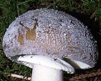Cap of Amanita excelsa var. spissa