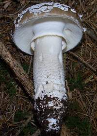 Gills and stem of Amanita excelsa var. spissa