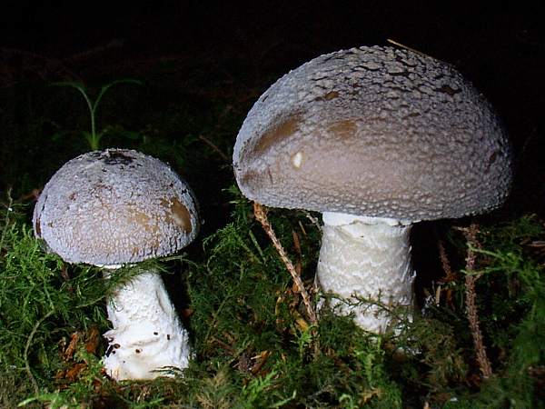 Amanita spissa, Grey Spotted Amanita, in spruce woodland