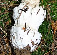 Volva of Amanita submembranacea