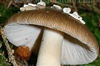 Gills of Amanita submembranacea