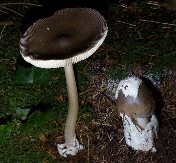 Amanita vaginata - Grisette