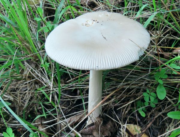Amanita vaginata var. alba, southern France