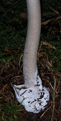 Stem and volva of Amanita vaginata, Grisette