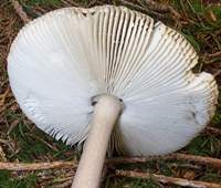 Gills of Amanita vaginata, Grisette