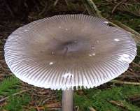 Cap of Amanita vaginata, Grisette