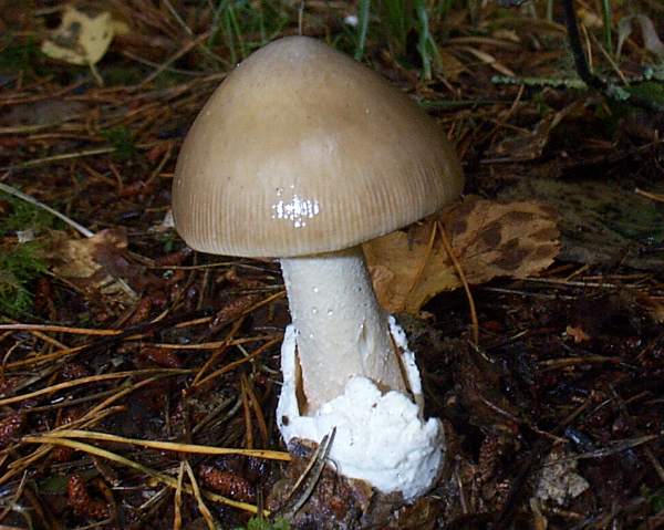 Amanita vaginata - Grisette, a young fruitbody