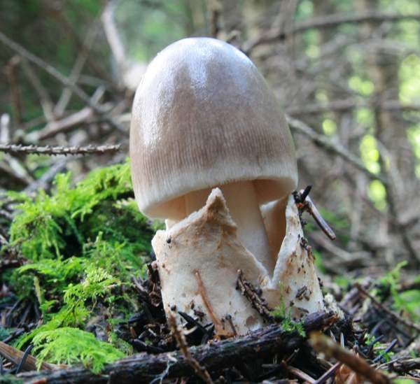 A pale young Grisette