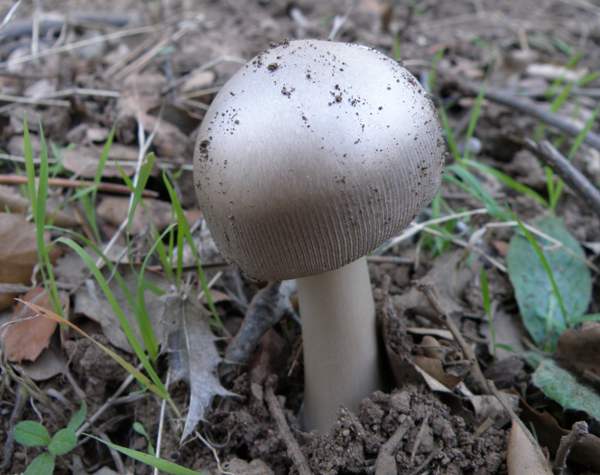 Amanita vaginata, southern Portugal