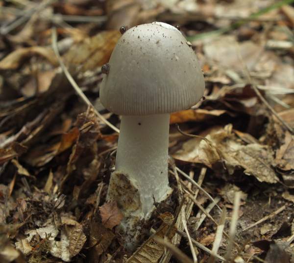 Amanita vaginata, northern France