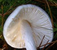 Gills of Amanita virosa