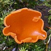 Aleuria aurantia - fertile surface